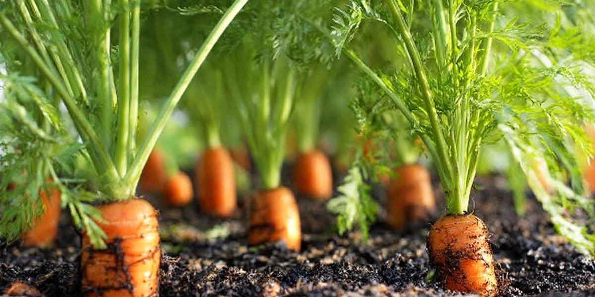 carottes saines potager