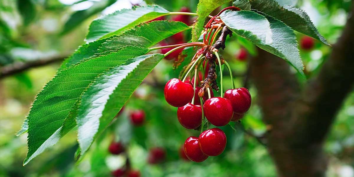 cerises