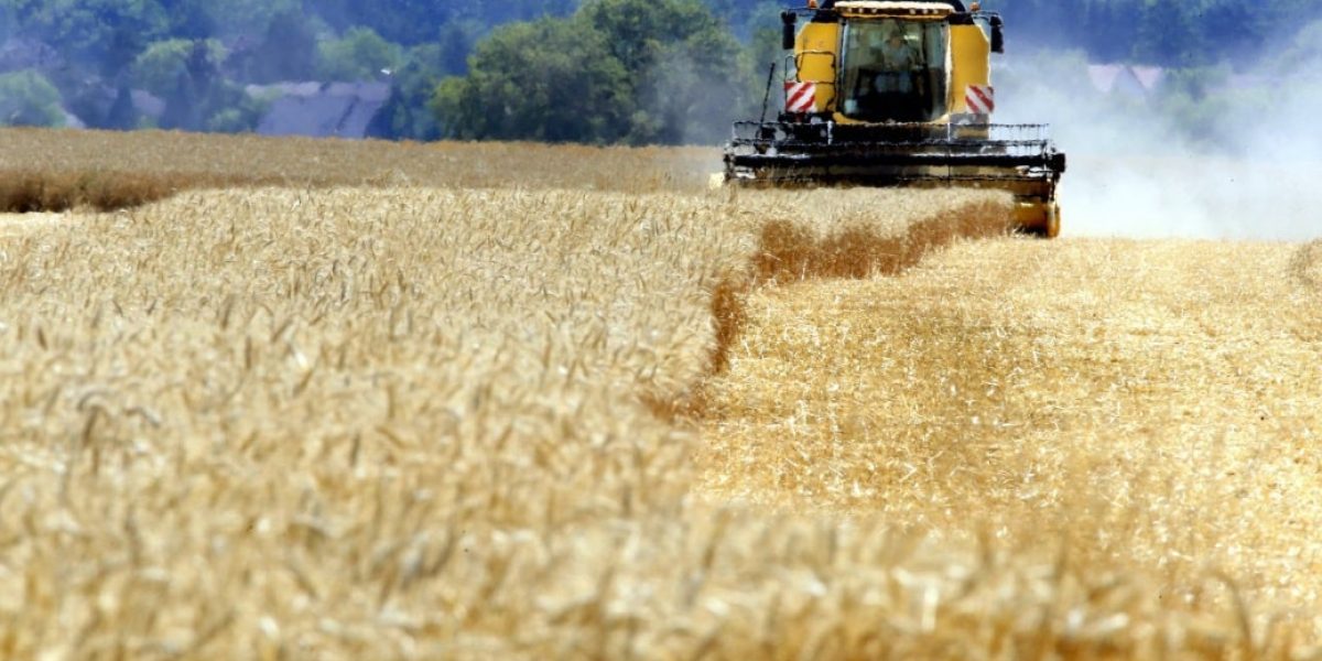 Image d'un vaste champ agricole verdoyant