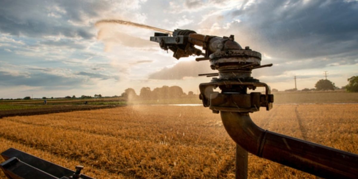 Champ agricole arrosé par un système d'irrigation