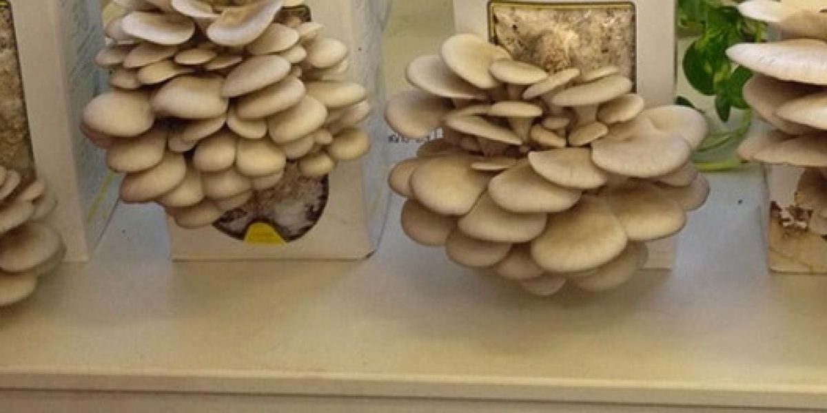 Marc tenant un champignon dans une ferme