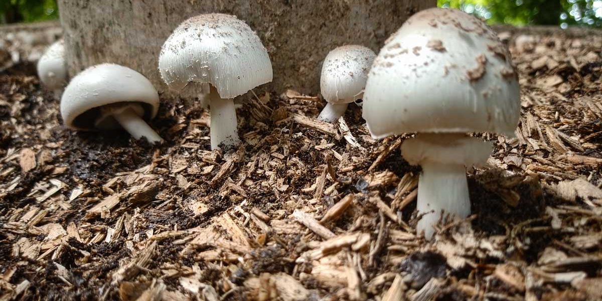champignons