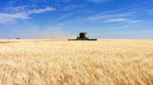 Vaste champ de blé ensoleillé en France