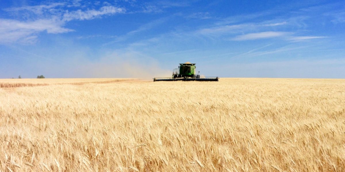 Vaste champ de blé ensoleillé en France