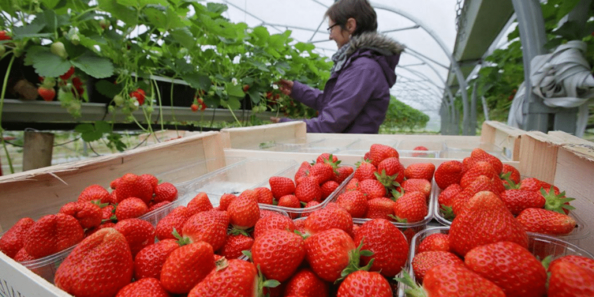 Image de circuit agricole court