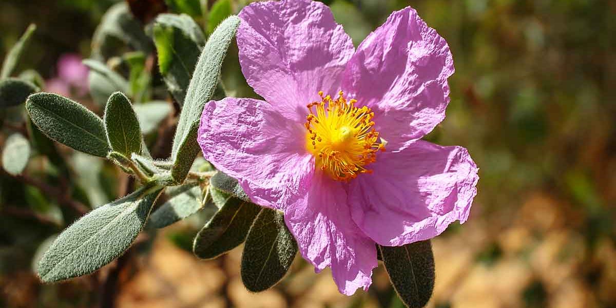 cistus
