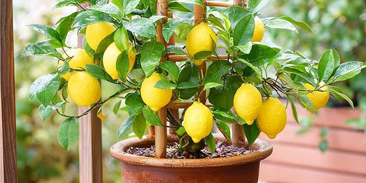 citronnier en pot