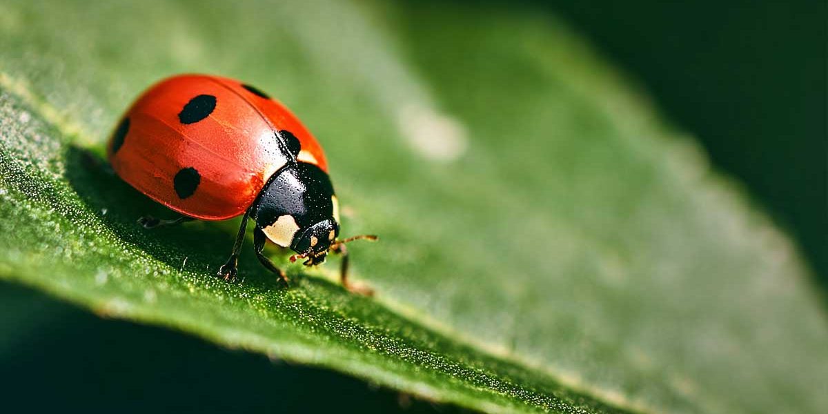 coccinelle