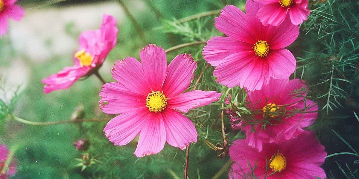 cosmos