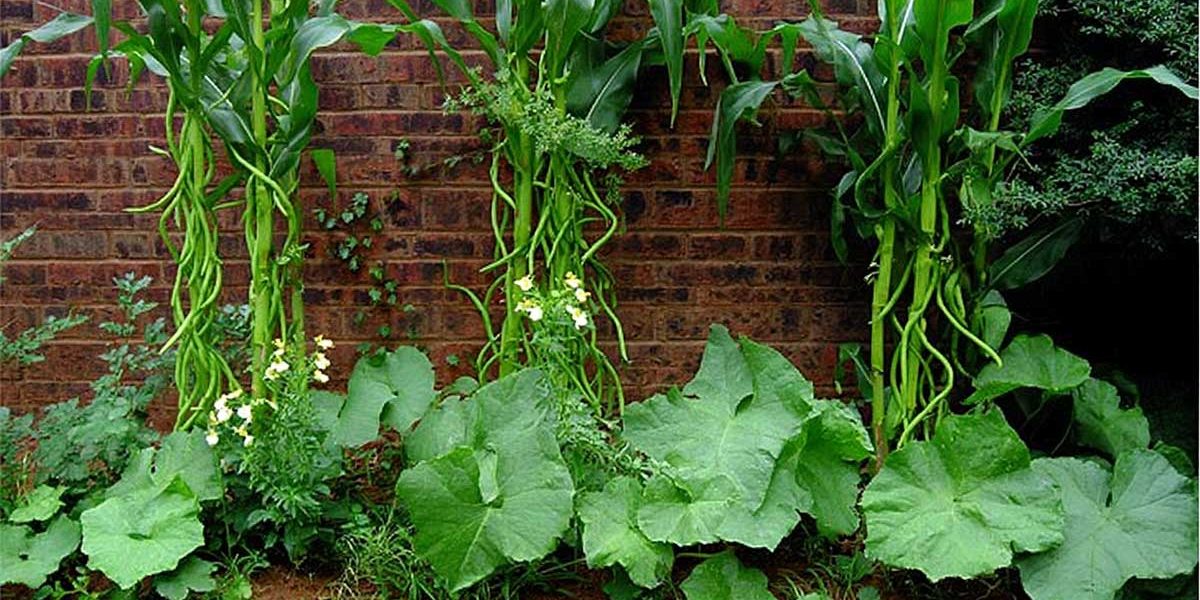 courge mais haricot