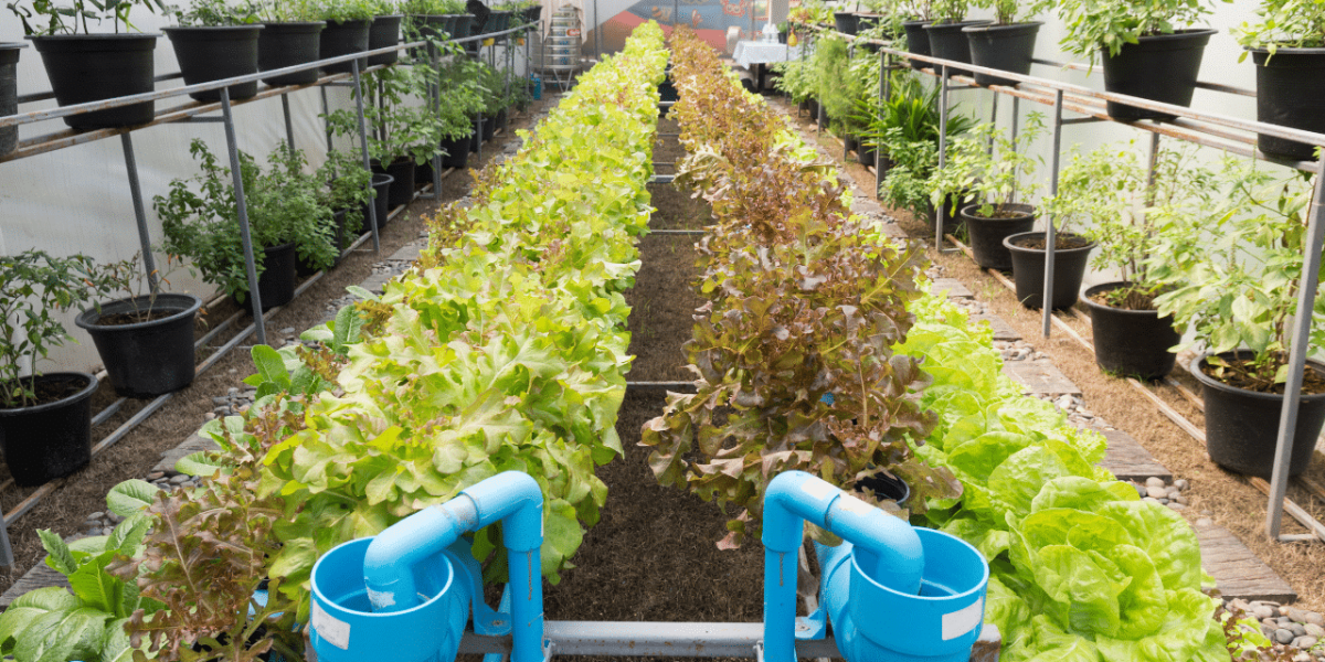 Agriculture biologique dans un champ vert
