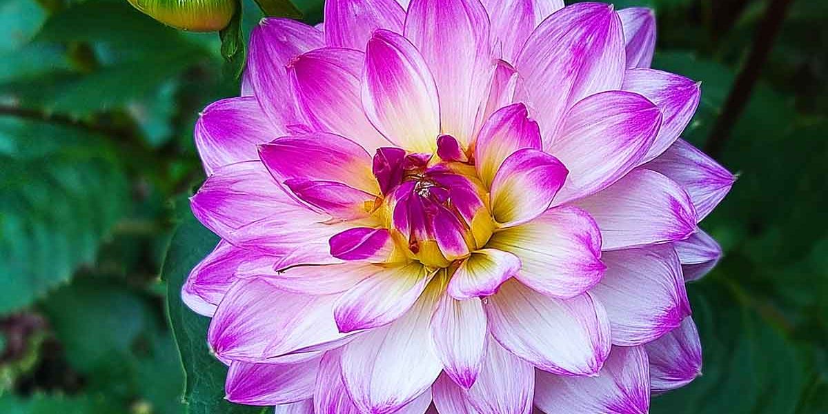 dahlia