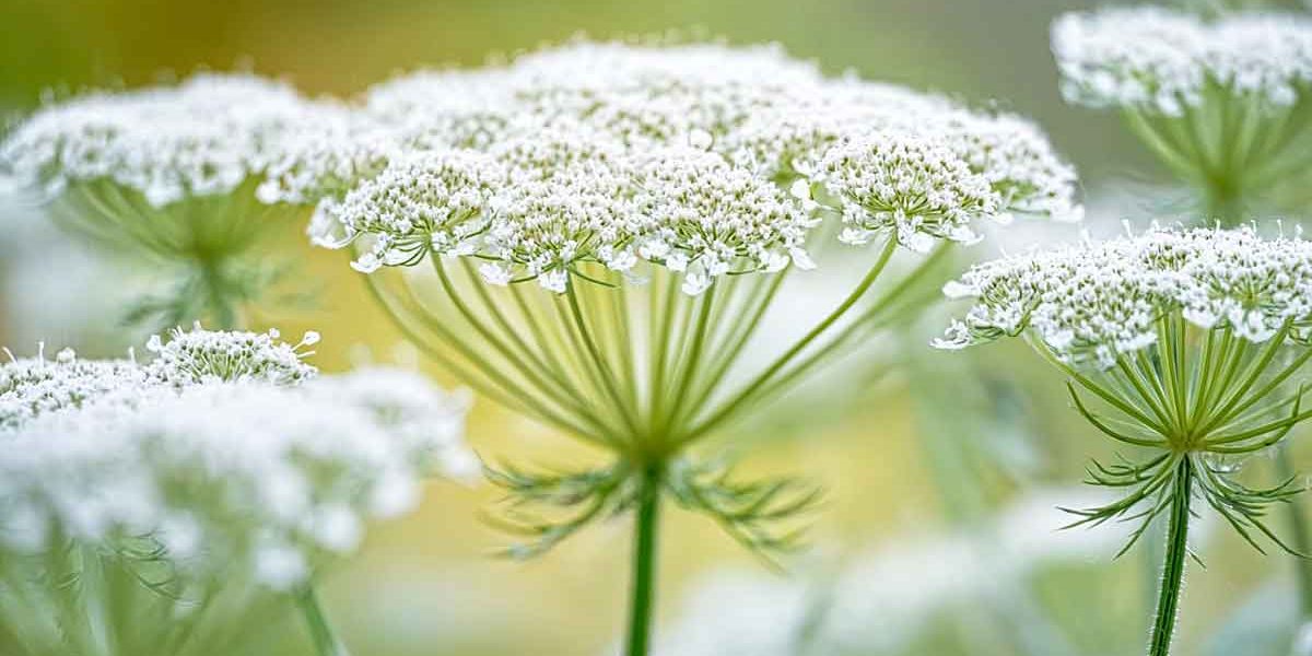 daucus carota