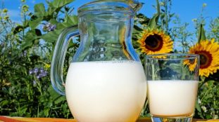Lait frais et tournesols dans un champ français
