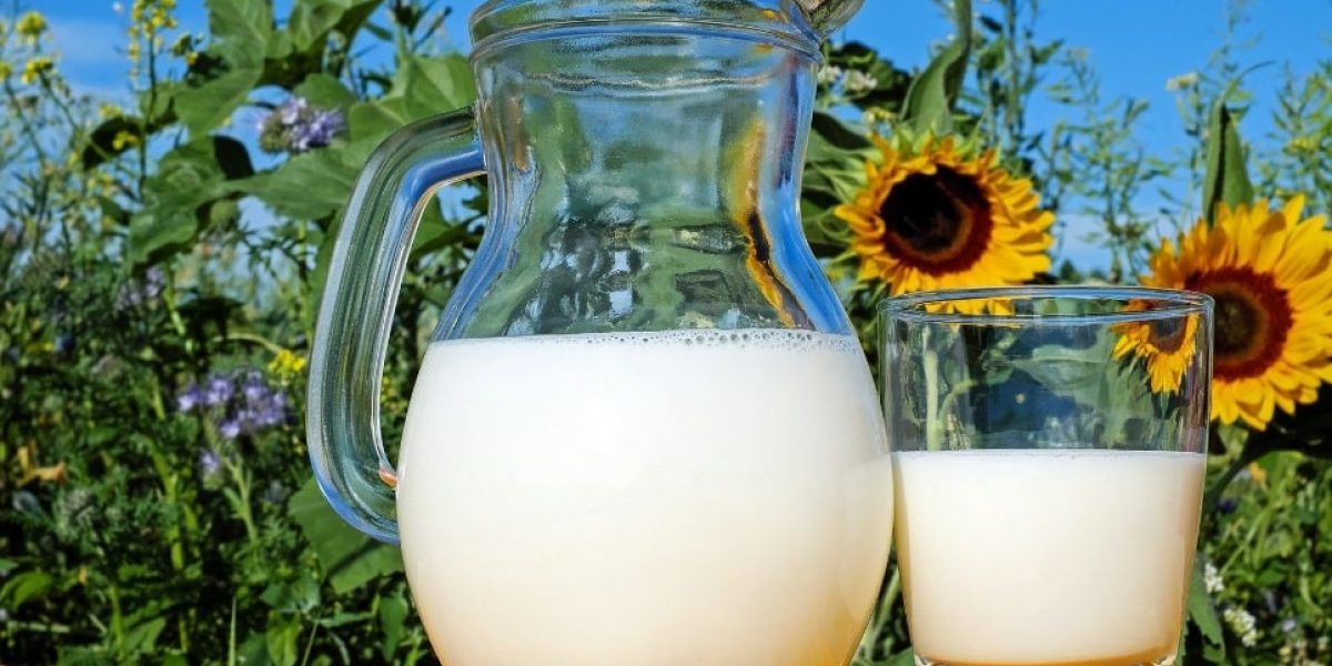 Lait frais et tournesols dans un champ français
