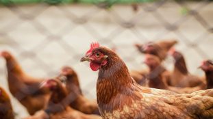 Élevage de volailles sur une ferme agricole