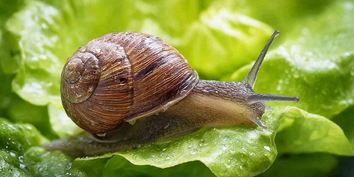 escargot
