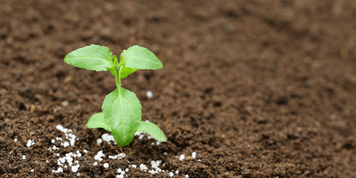 Fertilisation du sol pour l'agriculture