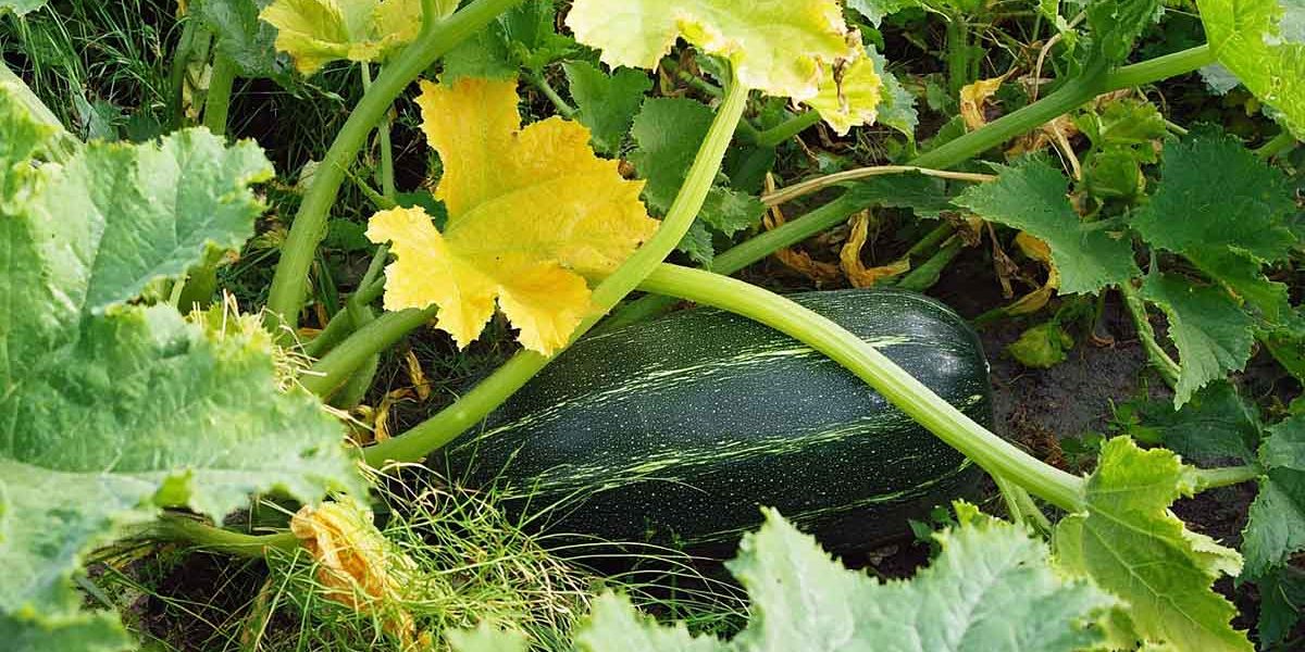 feuille jaune courgette