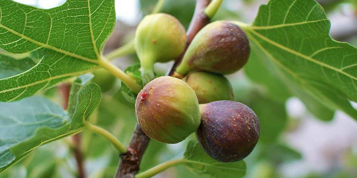 figues