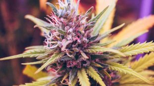 Fleurs de CBD colorées pour l'agriculture