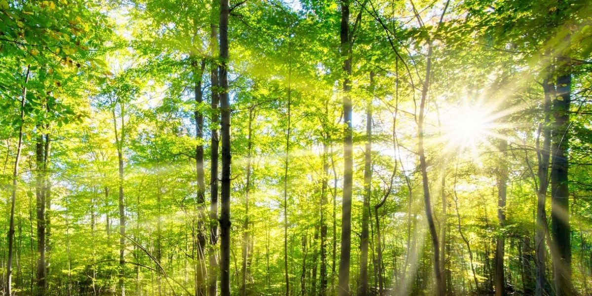Paysage de forêt dense en France