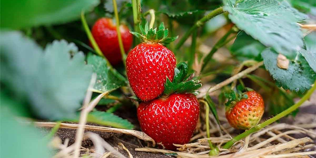 fraises