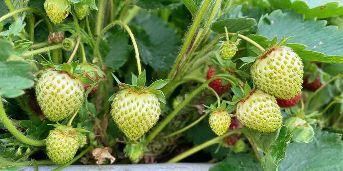 fraises blanches