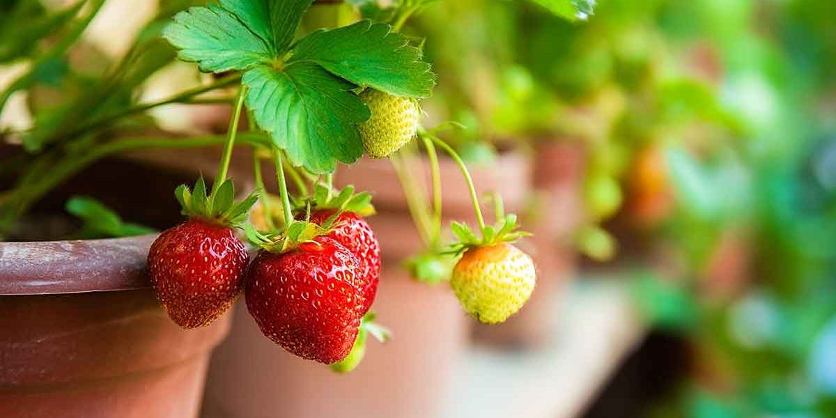 fraisier sur balcon