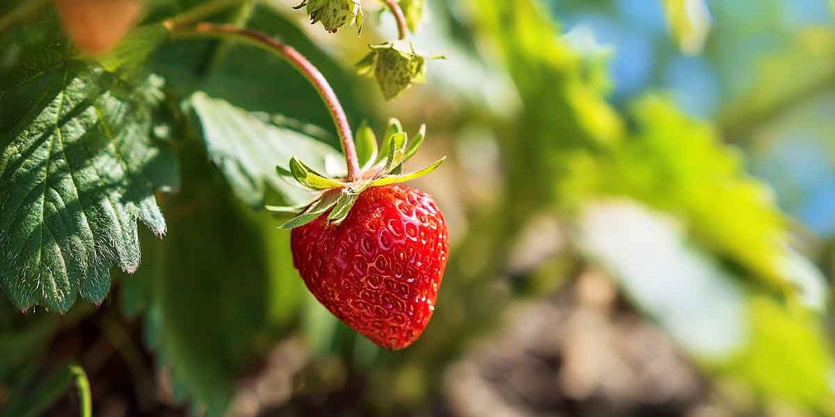 fraisier jardin