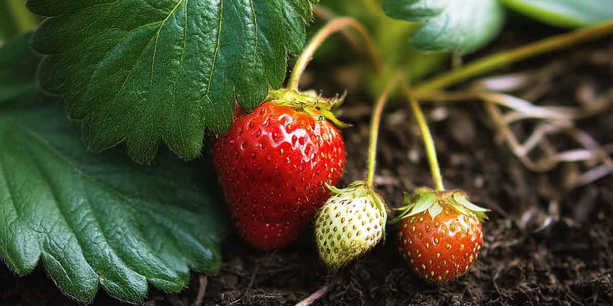 fraisiers