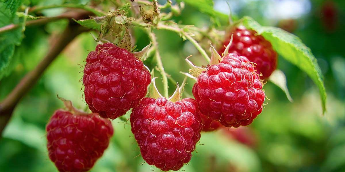 framboises saines