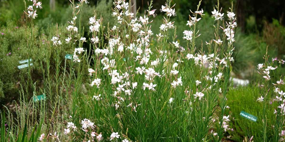 gaura