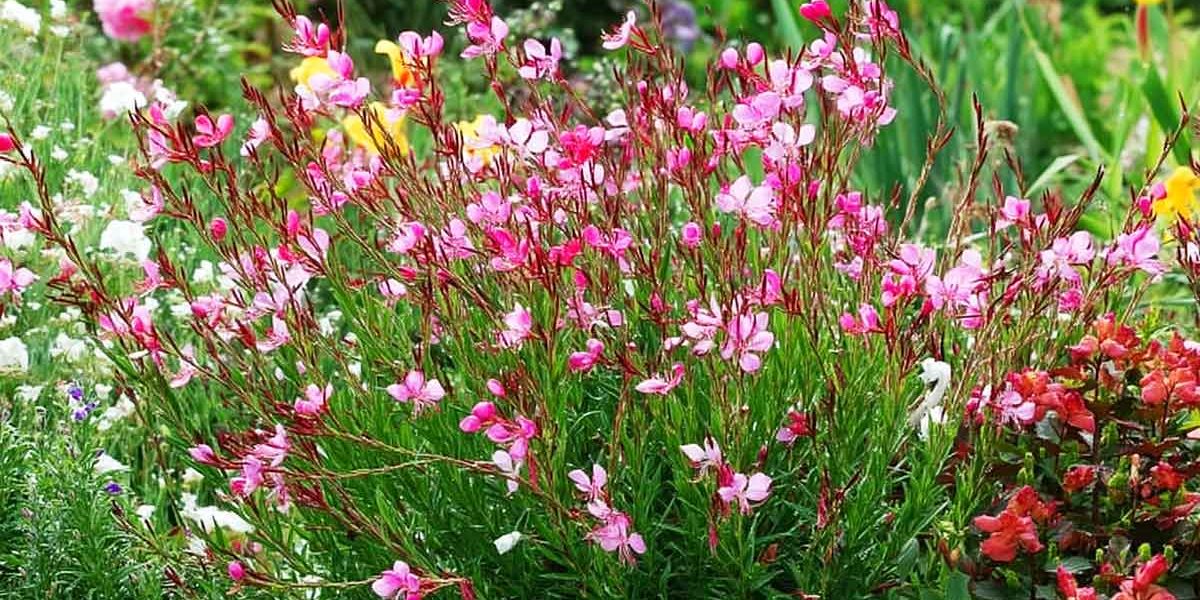 gaura