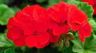 geranium rouge