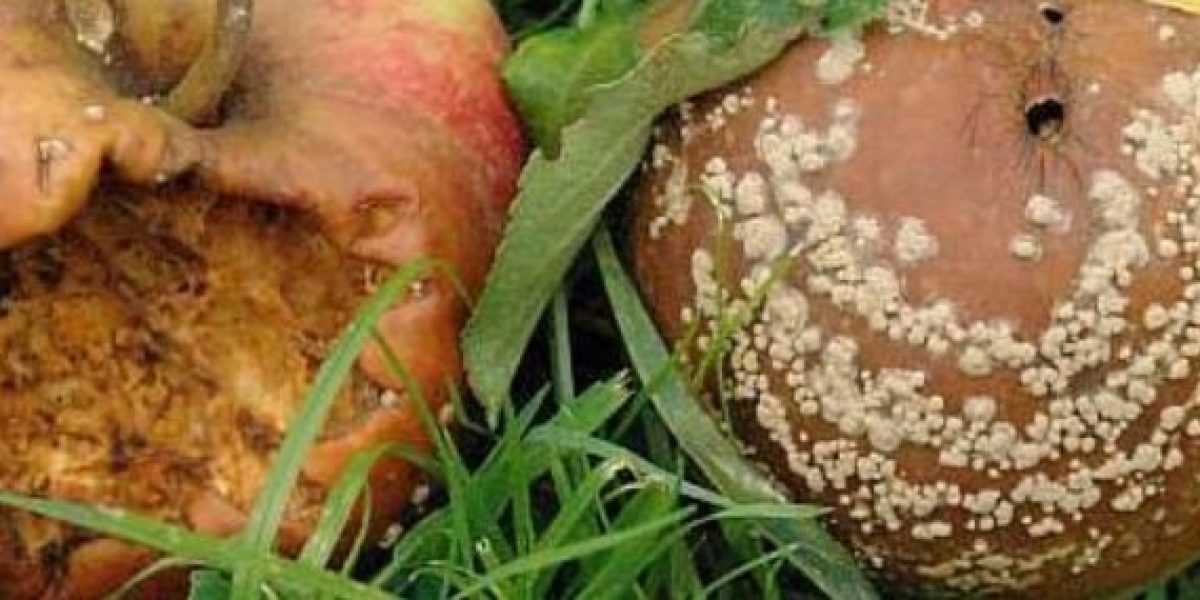 Image de gloeosporiose sur plantes agricoles