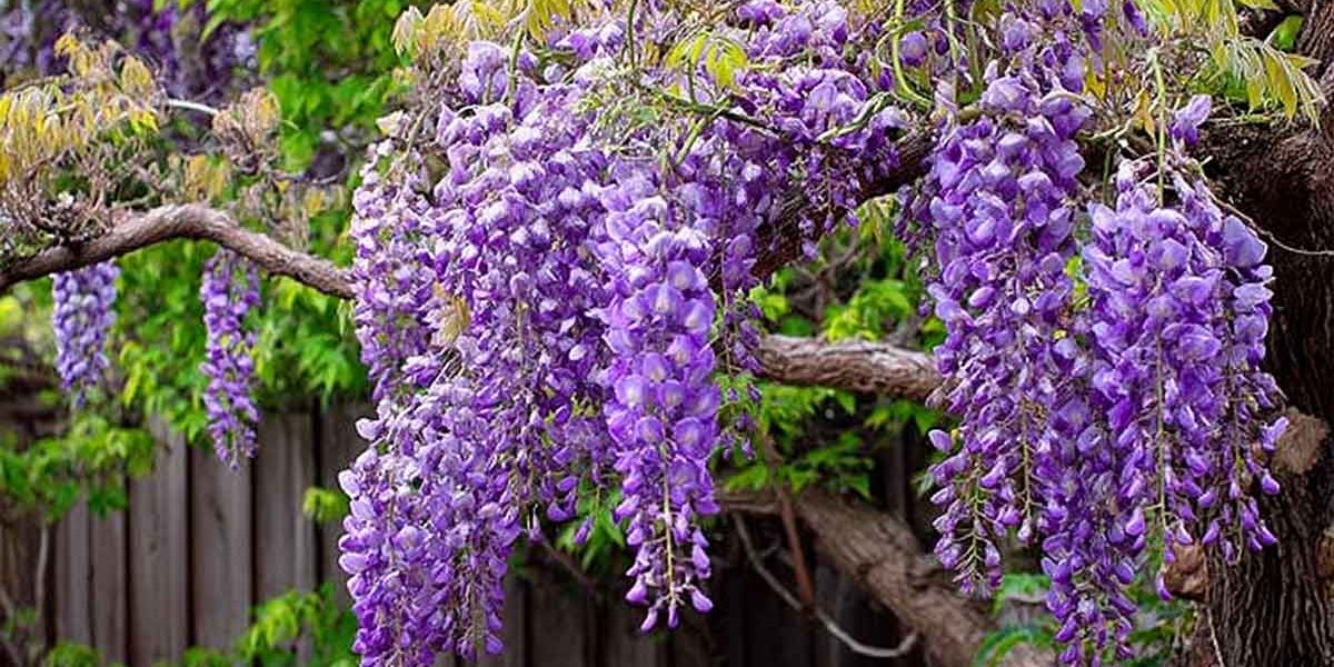 glycine