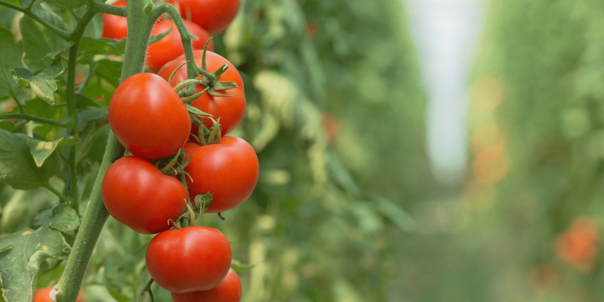 Dégustation de différentes variétés de tomates