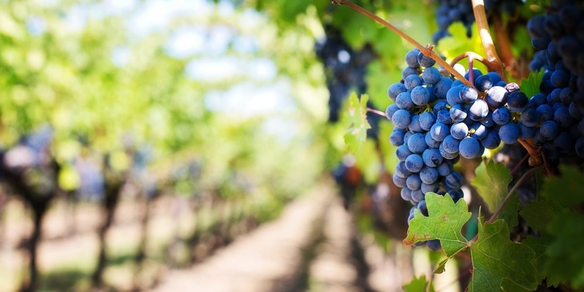 Des raisins mûrs sur la vigne en pleine journée