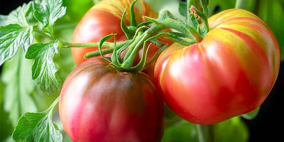 grosses tomates