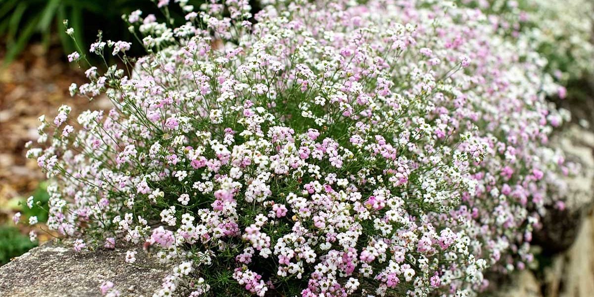 gypsophila
