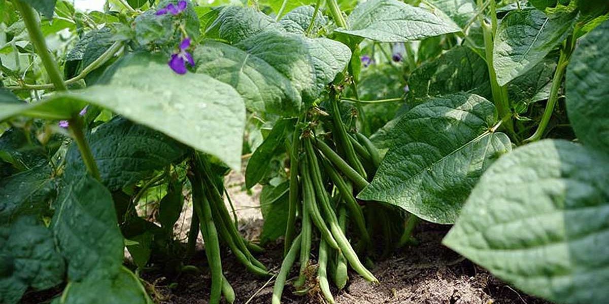 haricots nains