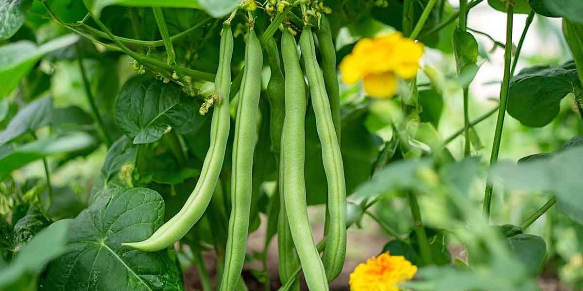 haricots verts potager