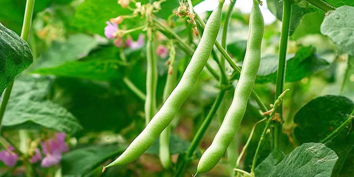 haricots verts