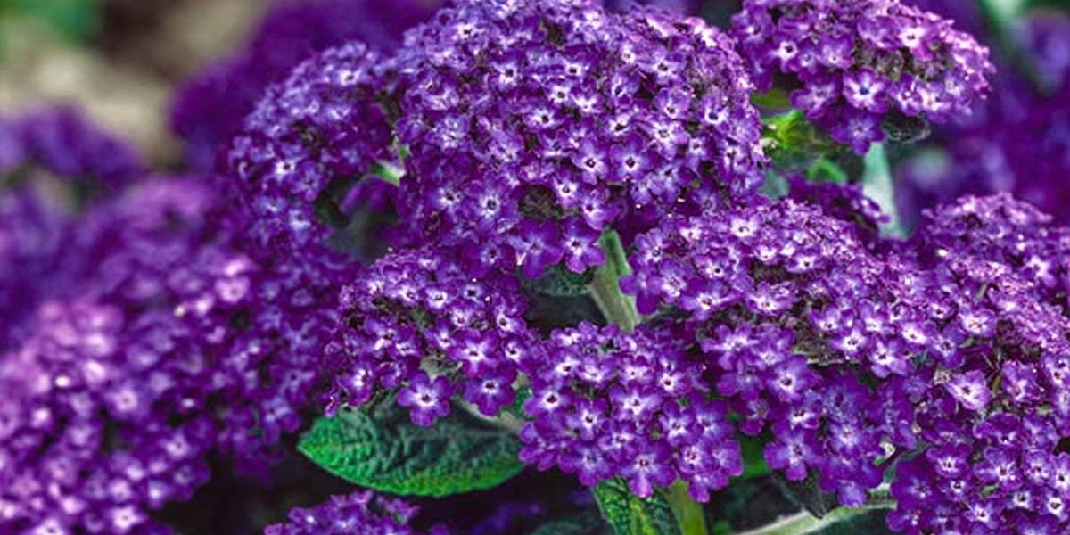 heliotrope perou