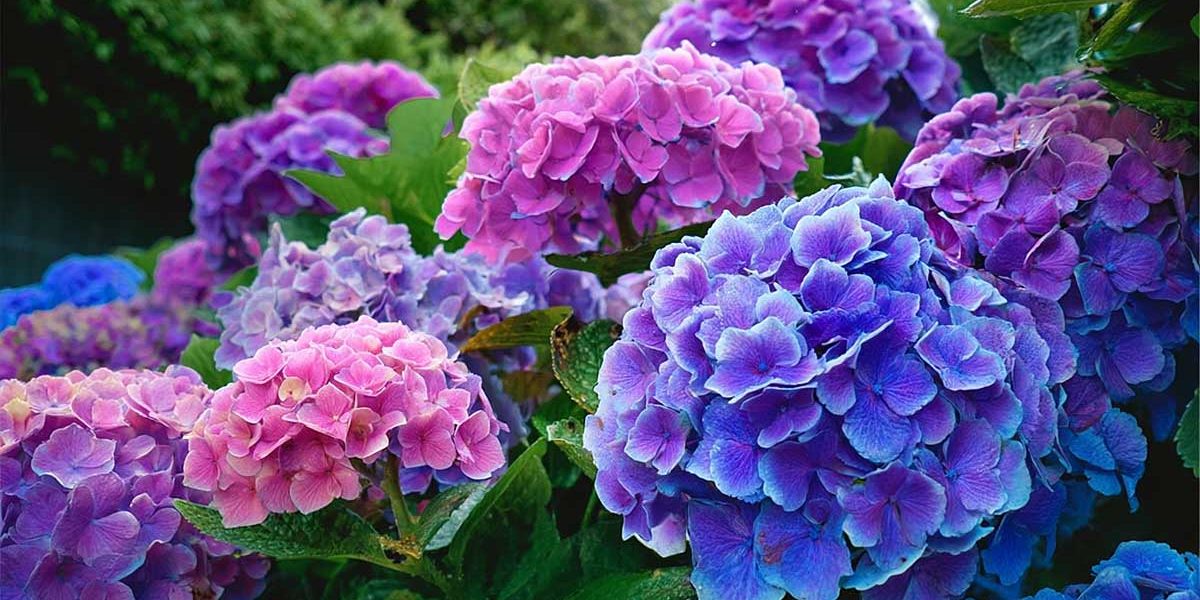 hortensia