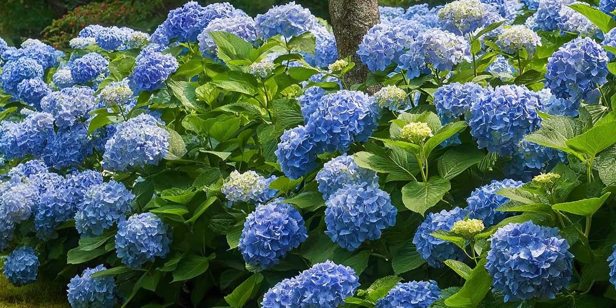 hortensias