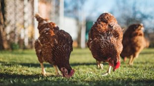 Agriculteur travaillant sur un champ verdoyant