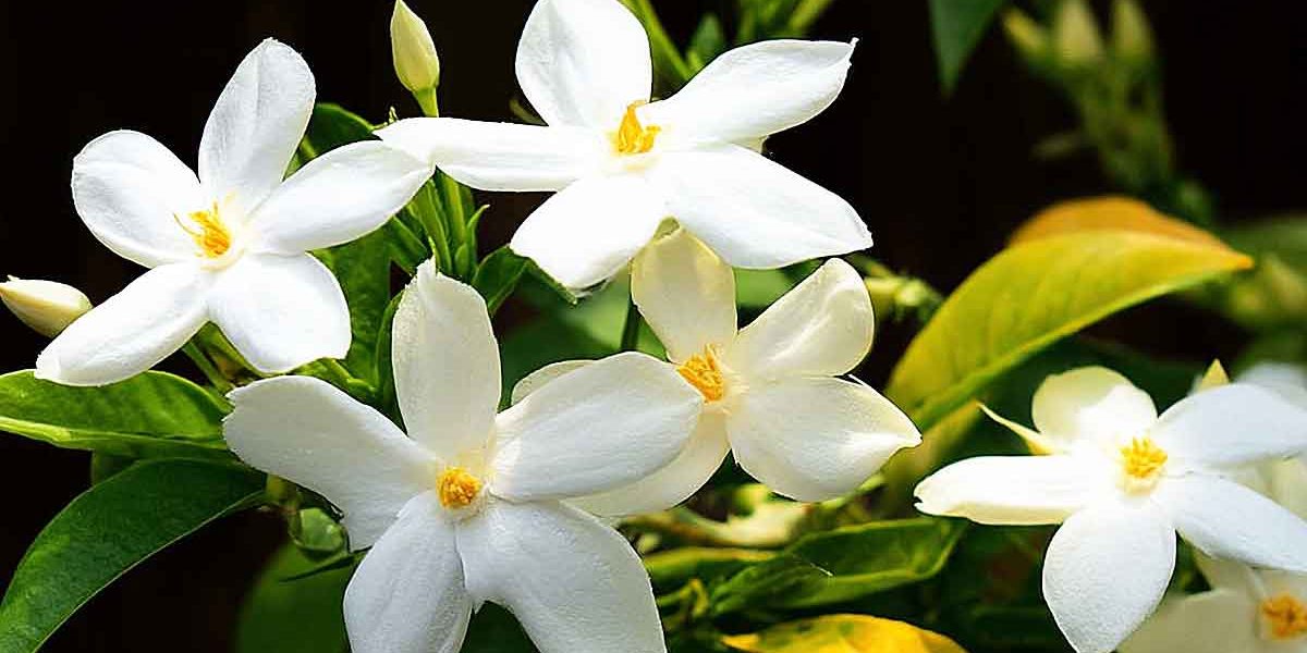 jasmin