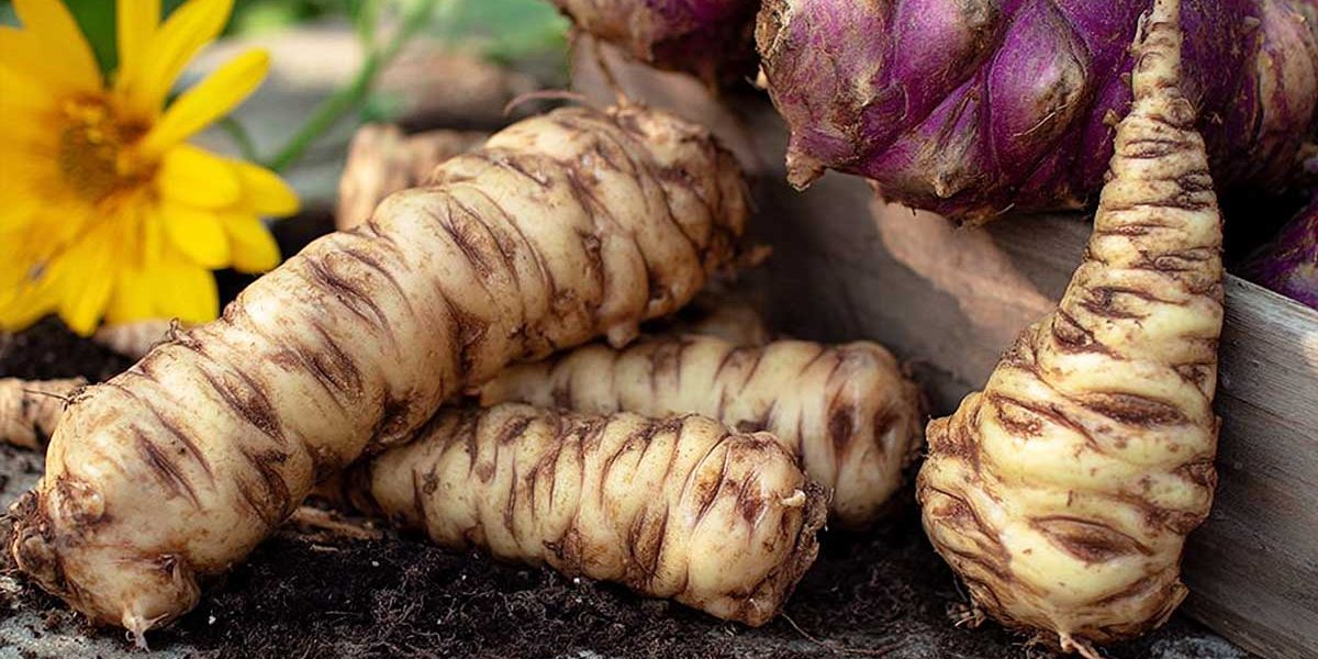 légumes anciens